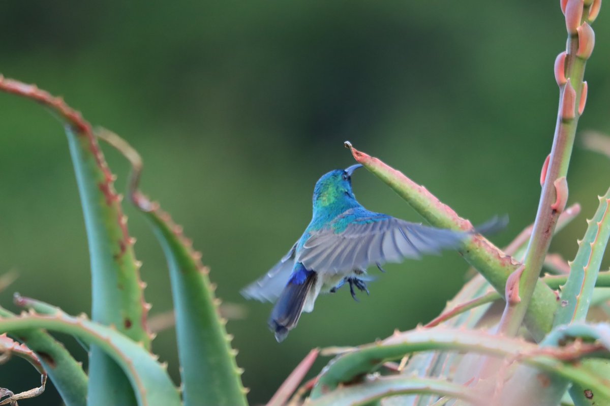 Cfengwong1960's tweet photo. Southern double collared sunbird #birdwatcher #nature #friends #PictureOfTheDay #animal #earth beatiful
#arizona #woodpecker #wildlife#birds #birding #PostABird
#LockdownBirding #photography #BirdTwitter
#naturephotography #birdphotography #WeLoveSouthAfrica #SouthAfrica https://t.co/vu2kAb2kI9