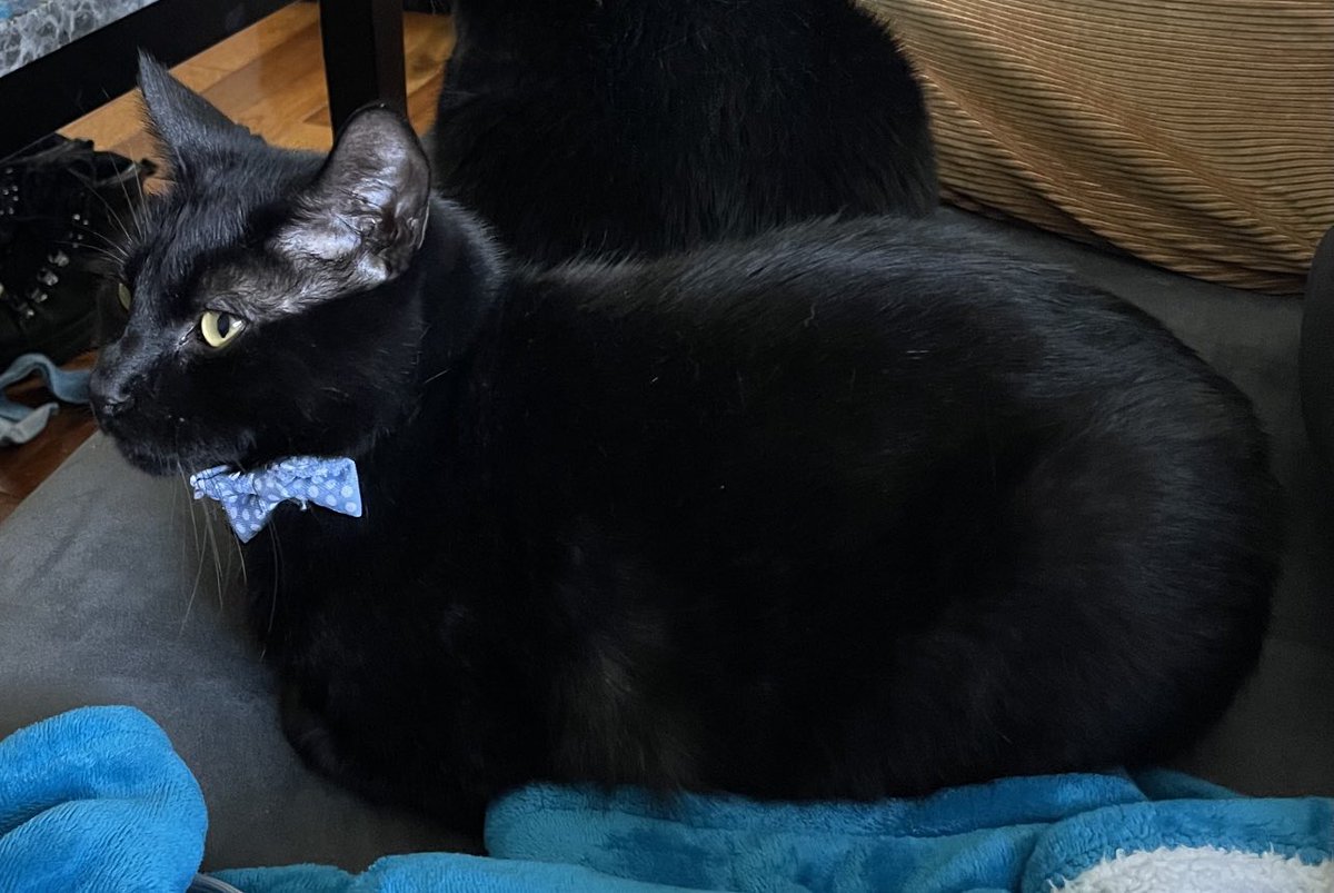 Awaiting_Desire's tweet photo. #bowtie #SharpDressedCat https://t.co/bJDIVuyFgp