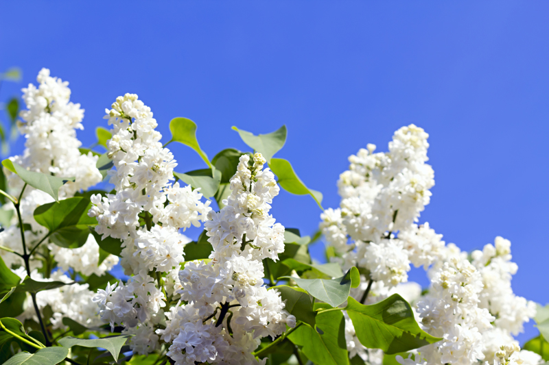 CHIMGResources's tweet photo. Year of the Lilac @NatGardenBureau
https://t.co/MIKHDzkW6f https://t.co/VmElbOkz1i