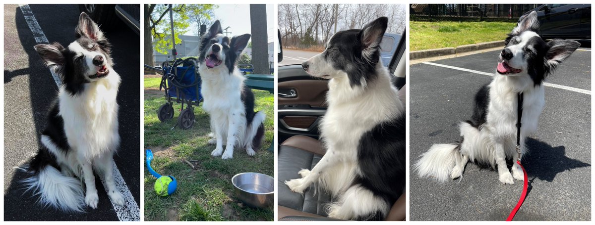 CSBCJP's tweet photo. Happy Birthday to Charlie!  She is 9 years old today! @dogcelebration @BCTGB @bordercolliefc #DogsofTwittter #bordercollie https://t.co/36xZ1nJVhR