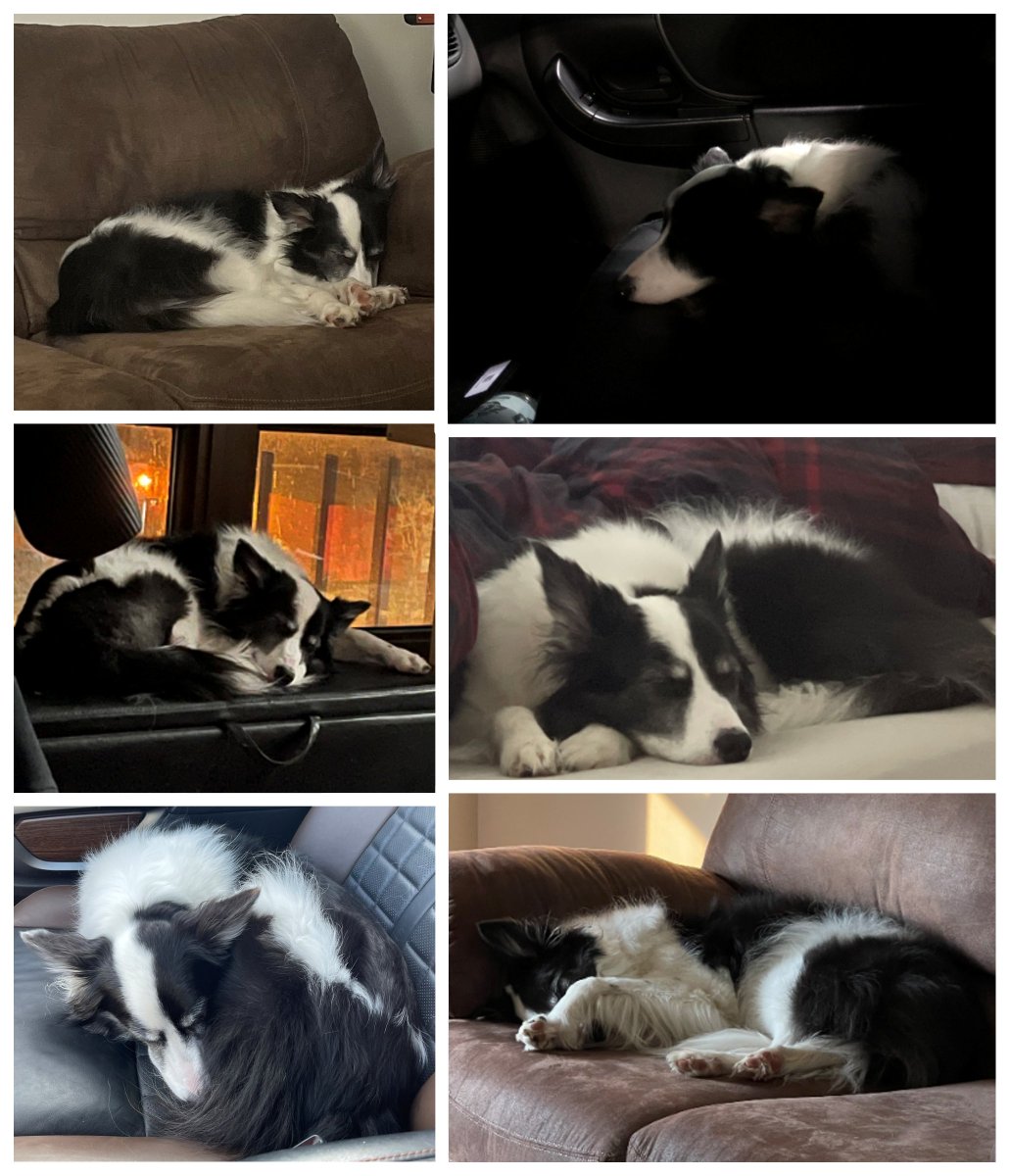 CSBCJP's tweet photo. Happy Birthday to Charlie!  She is 9 years old today! @dogcelebration @BCTGB @bordercolliefc #DogsofTwittter #bordercollie https://t.co/36xZ1nJVhR
