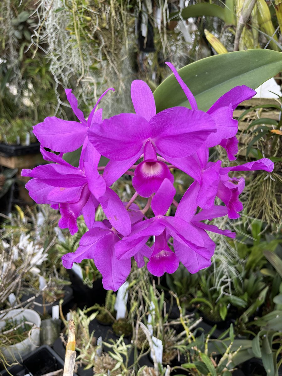 NewWorldOrchids tweet picture