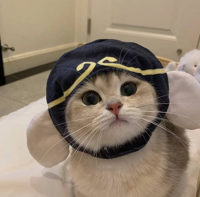 debby992cc's tweet photo. Do kittens have a lot of questions for me? https://t.co/vKEiq66wp5