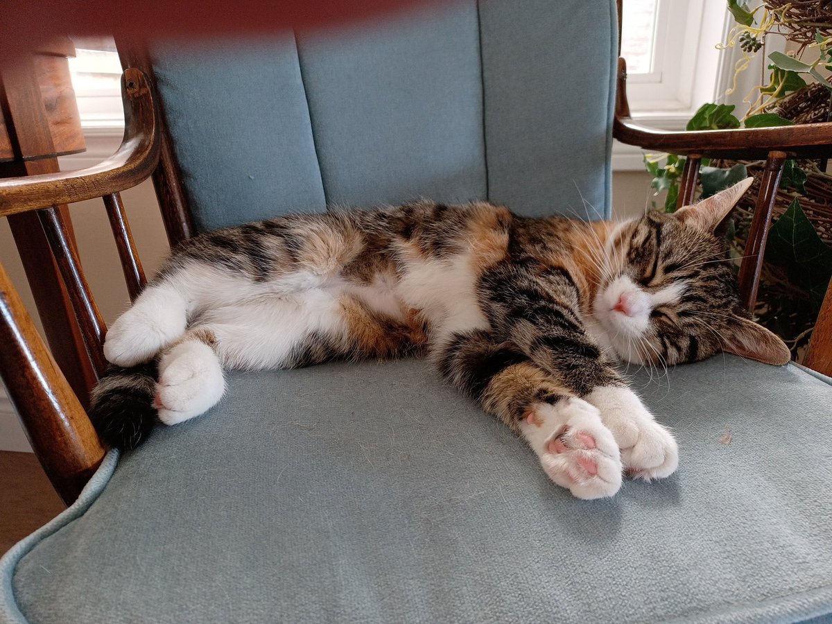 missmaplecat's tweet photo. https://t.co/FKZjtdGVZ4