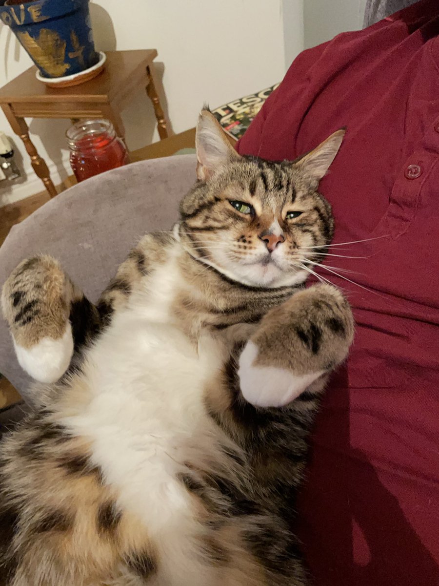 iandibb's tweet photo. It was a super tough weekend. I sadly had to have my friend of 12 years put to sleep after they found a tumour. He was a truly awesome cat and a huge part of our family. Sleep well ‘Socks’ https://t.co/FE88Gjovqa