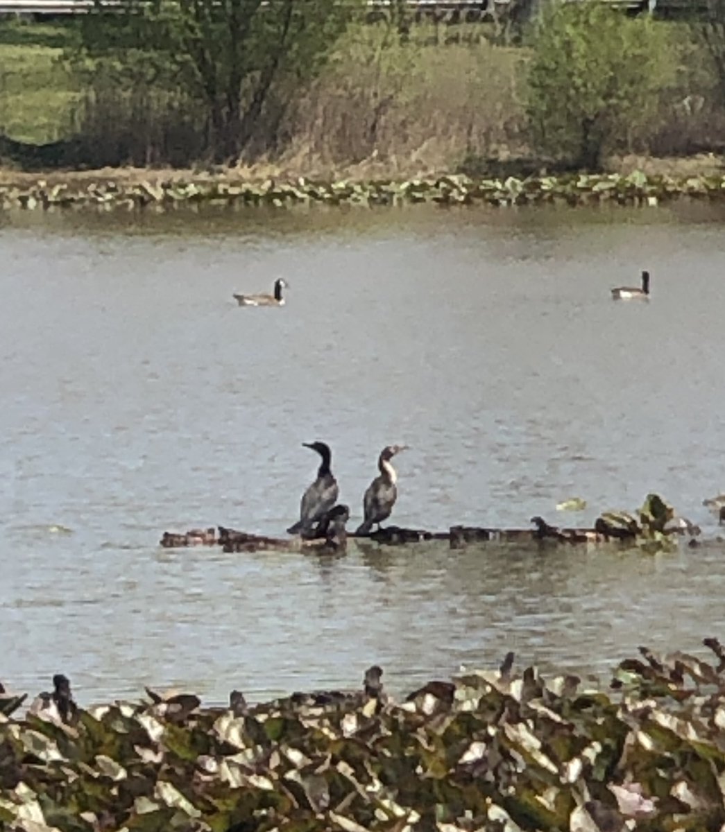 A G 🦆 tweet media