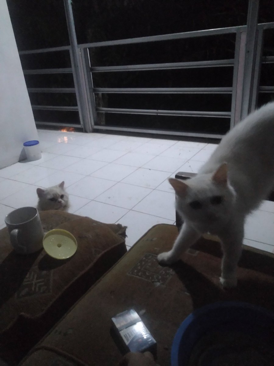 Isra//Suricha tweet media