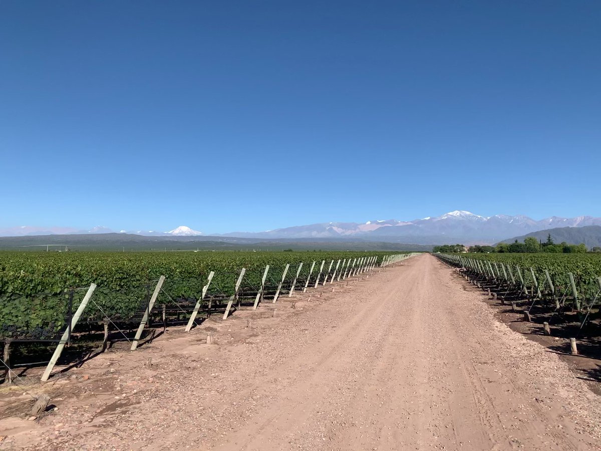 #Wine Guru🍷 tweet media