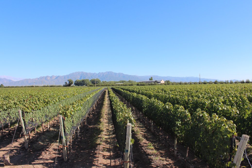 #Wine Guru🍷 tweet media