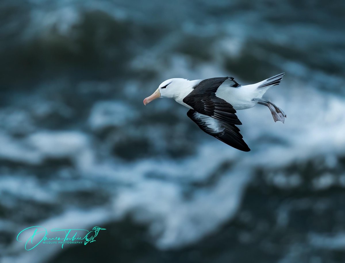 Four recent images from RSPB Bempton Cliffs