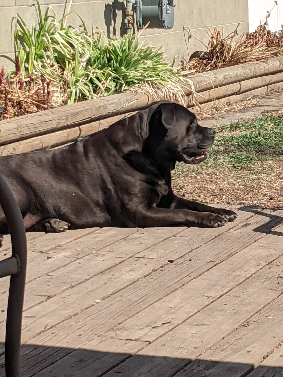 teby123's tweet photo. We set up shade. We put down carpet tiles. We bring out the dog bed. This nutter mutter sits in the direct sun on the hard wood. Bozo.
#YYCSpring #BackyardLivingSpace #NutterMutter #RescueDogLife https://t.co/dT1S3Ayr6g