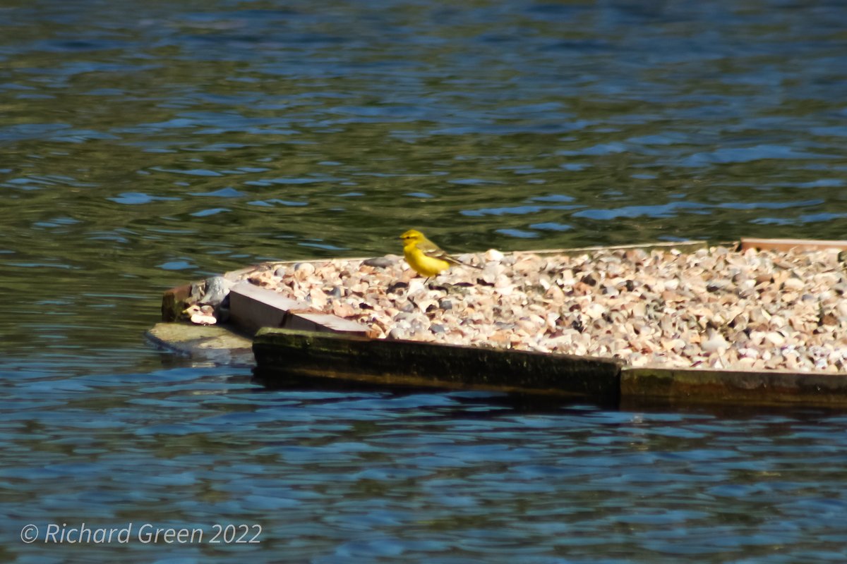 GreenbyName1's tweet photo. @greenwicheco 37 species today. Highlights Yellow Wagtail(m), 2 Tufted Duck, 8 Common Tern, 6 Sand Martins, 2 Song Thrush, Cetti's Warbler, Sedge Warbler, 3 Reed Warblers, 3 Blackcaps, Chiffchaff. @LondonBirdClub #londonbids @joe_beale @greenroofsuk @TCVtweets @EGRA_London https://t.co/TW2RYlYZsH