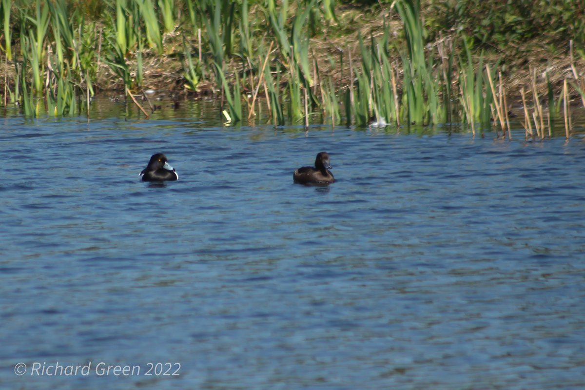 GreenbyName1's tweet photo. @greenwicheco 37 species today. Highlights Yellow Wagtail(m), 2 Tufted Duck, 8 Common Tern, 6 Sand Martins, 2 Song Thrush, Cetti's Warbler, Sedge Warbler, 3 Reed Warblers, 3 Blackcaps, Chiffchaff. @LondonBirdClub #londonbids @joe_beale @greenroofsuk @TCVtweets @EGRA_London https://t.co/TW2RYlYZsH