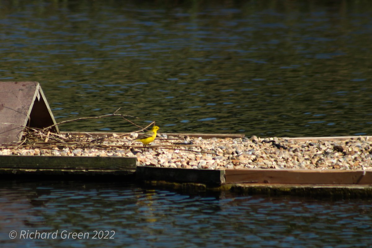 GreenbyName1's tweet photo. @greenwicheco 37 species today. Highlights Yellow Wagtail(m), 2 Tufted Duck, 8 Common Tern, 6 Sand Martins, 2 Song Thrush, Cetti's Warbler, Sedge Warbler, 3 Reed Warblers, 3 Blackcaps, Chiffchaff. @LondonBirdClub #londonbids @joe_beale @greenroofsuk @TCVtweets @EGRA_London https://t.co/TW2RYlYZsH