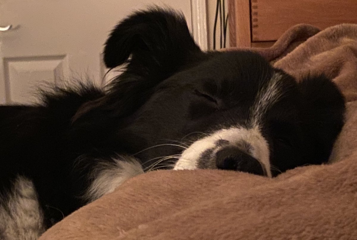 flashbird's tweet image. Sunday morning snoozes……