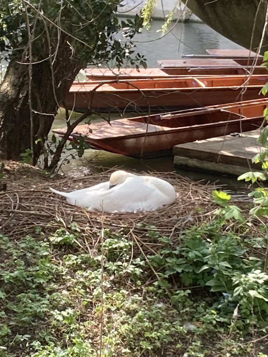 JohnSimpsonNews's tweet photo. Don’t think I’ve ever seen a swan on her nest before.  This is at Magdalene College, Cambridge — hence the punts. https://t.co/7uxnSH5wTN