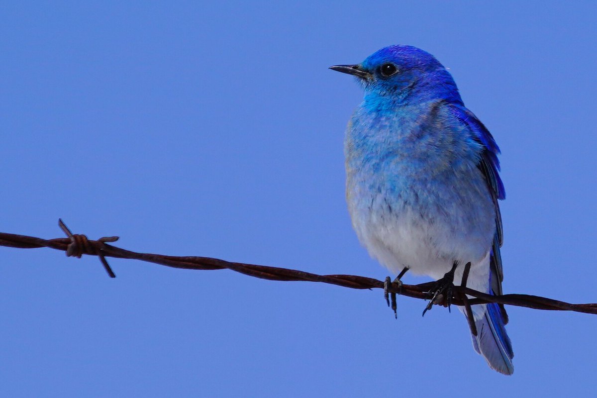 Graydio1's tweet photo. A blue sky day. #yyc #tweettweet #alberta https://t.co/LLZcIeWfHp