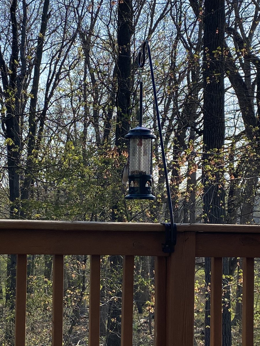 sam_christy's tweet photo. Don't mind me - just getting into #birdwatching - that dichotomous key is going to come in handy very soon! #PABirds #birding #WhatAreThis #OBSESSED https://t.co/O9jcgkZkvh