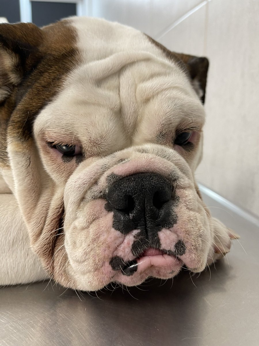 poupoupita's tweet photo. NECESITO QUE HAGAN VIRAL ESTO. 🙏🏼

No soy de hacer estas cosas.
Pero acá va… Mi perra Fiona ingresó a esta clínica el día viernes por la tarde noche. Derivada por otro equipo de veterinarios (los cuales tengo bastantes criticas). Ingreso con un elemento en el intestino + https://t.co/2wawpq1N6r