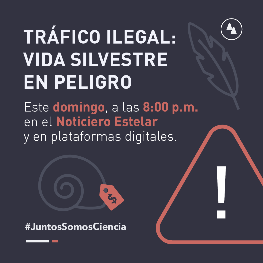 Tráfico ilegal de especies silvestres: primer acercamiento al tema desde el Observatorio Científico. 

En la emisión de hoy ponemos ese fenómeno en contexto y analizamos las proyecciones de Cuba para hacer frente a los delitos ambientales.

¡Atentos a sus comentarios!