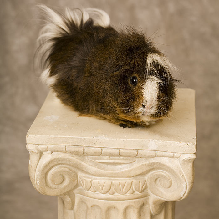 GuineaPigLove tweet media