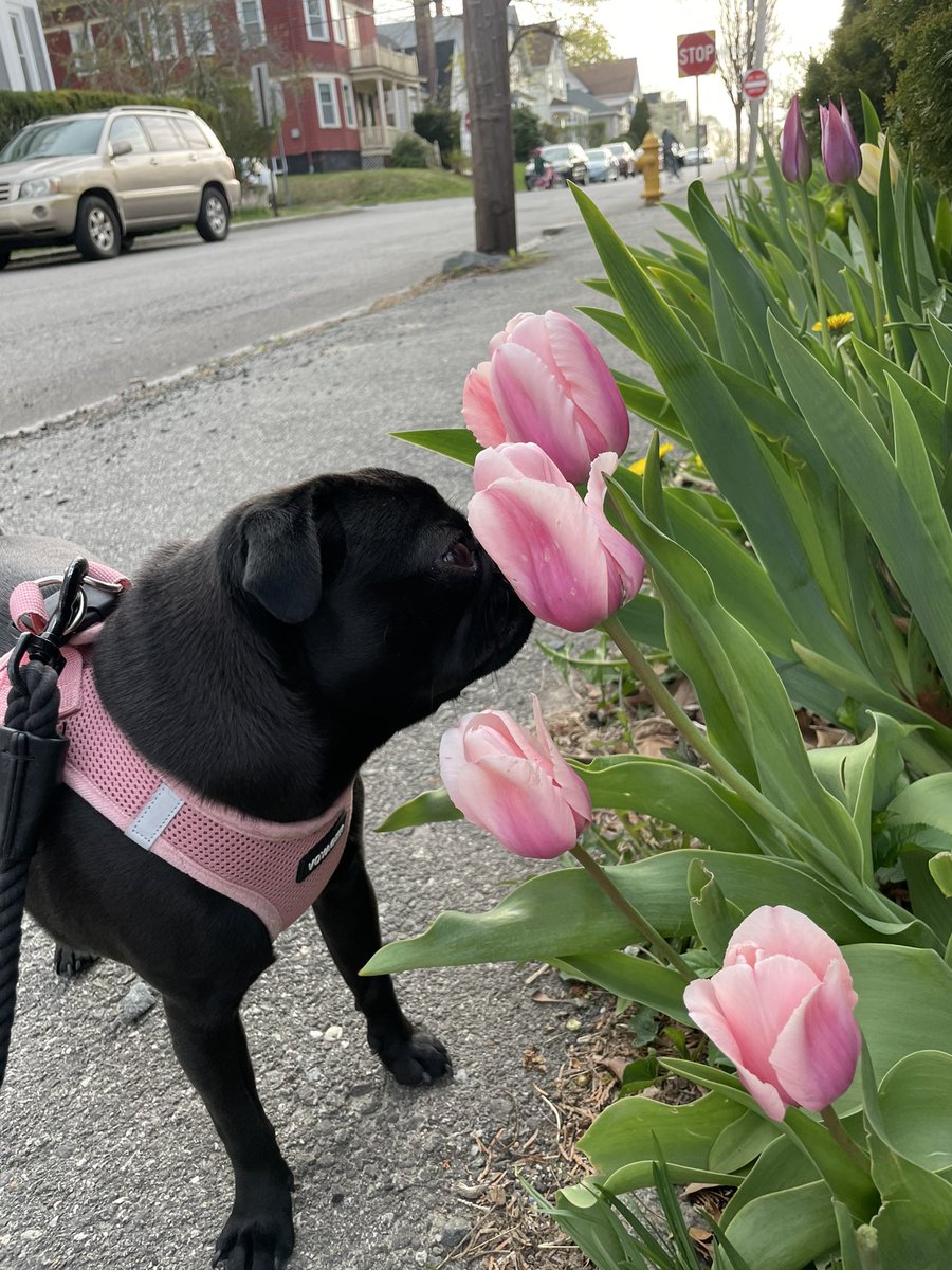 rowieboat's tweet photo. 🌷🌷🌷 https://t.co/oyXyVCxpt6