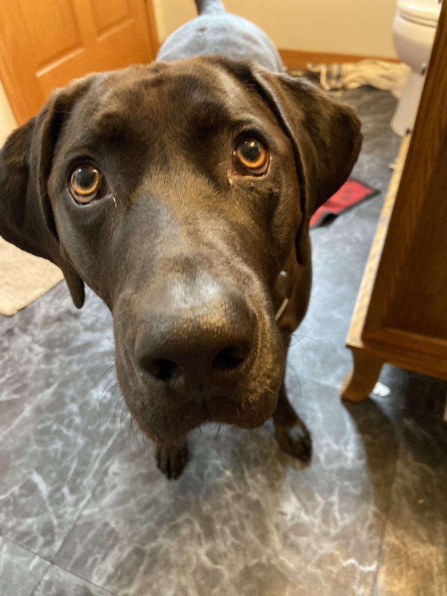 Jollin061210's tweet photo. Me be sad fur mesewf. 🥺 me gotted an owie Friday night (1st pic) chasing a #squizzer Mama say fank dogness it wasn’t a 1/8” up cuz me mita wost me 👁. 😳 ❤️🐾Jubee🐾❤️ #dogsoftwitter #puncture #eye #dogsarelove #stupidsquizzers https://t.co/jzC4guMiWa
