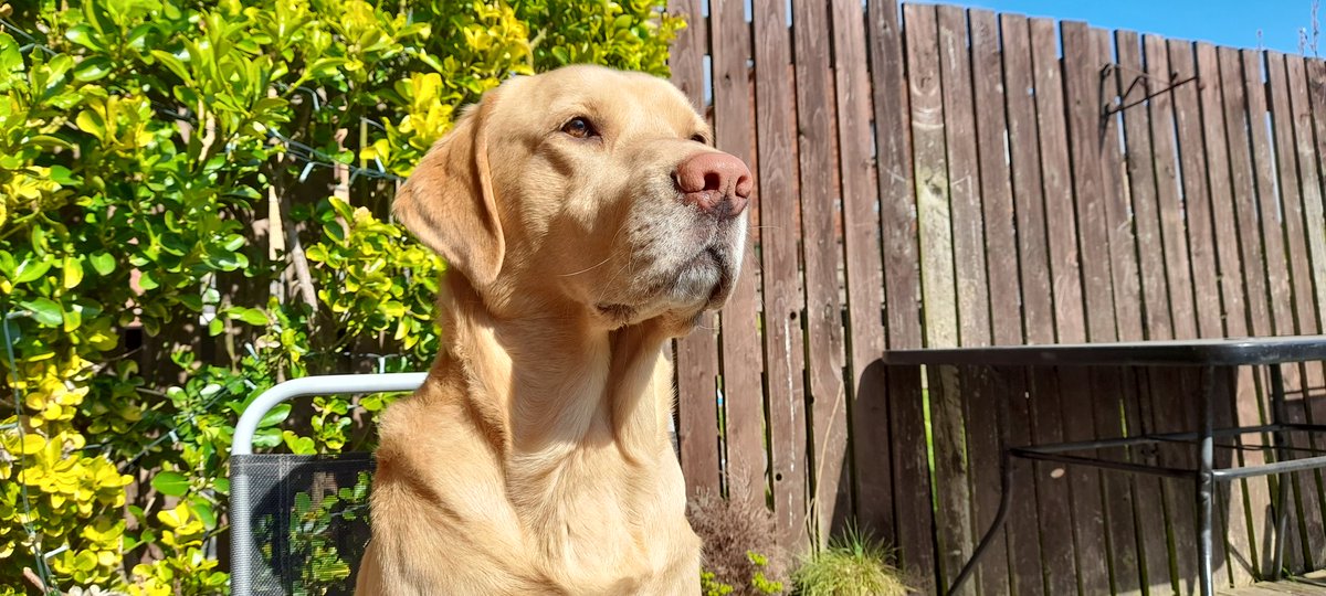 WeeBarkley's tweet photo. Lovely #Sunday #labradors #dogsoftwitter https://t.co/he6zY9KAZY