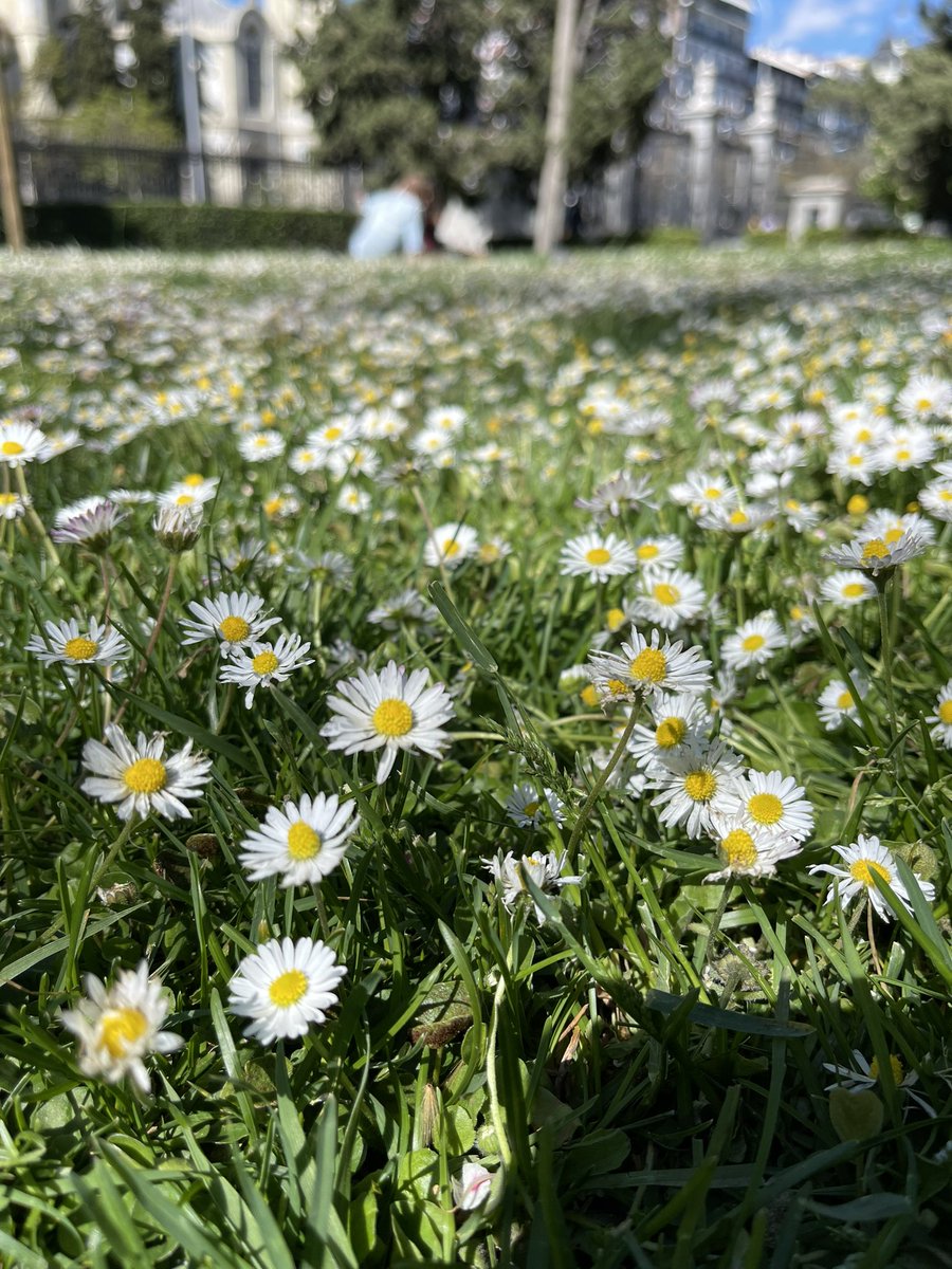 nikidodd_'s tweet photo. Nothing like the smell of spring #BlossomWatch https://t.co/dobKXHq1YP