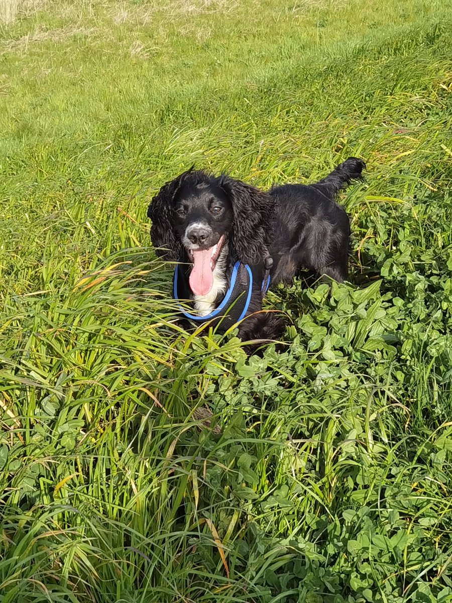 JoSwindells3's tweet photo. 💚🐾🐾 https://t.co/tsnNa0B9zJ