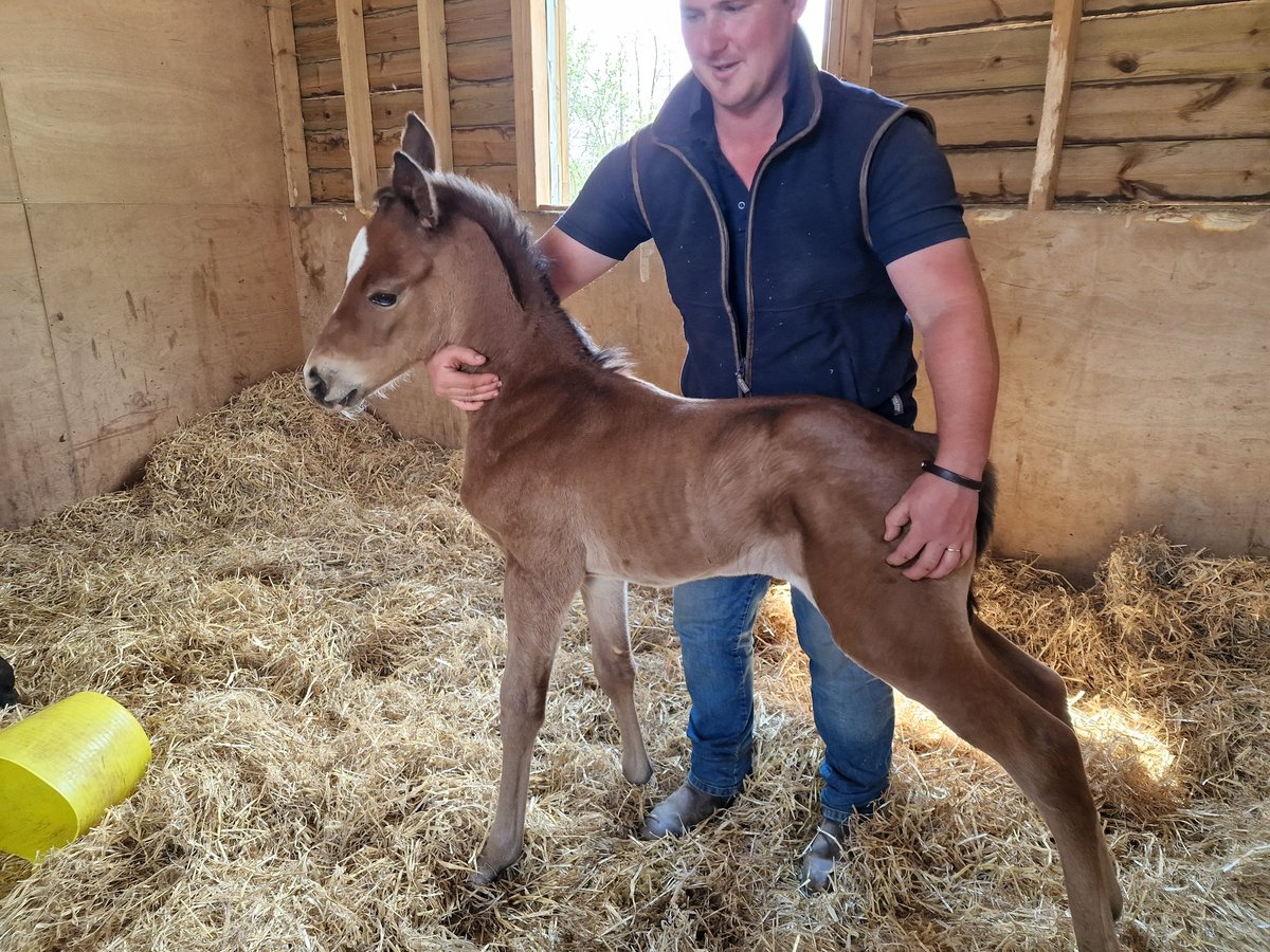 RobertMoss9's tweet photo. Another colt by #legendsofwar A beauty!#marchharestud #chicadelanoche https://t.co/JmMxvqP9wJ