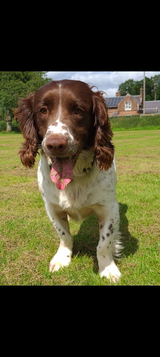 PSOSDogs's tweet image. After 5 months off work due to his handler recovering, #PDMac is back! Hes 2 for 2 recovering quantities of Class A and B controlled drugs from a vehicle and a property search. Glad to have the team back in action. #PoliceDogsOfTwitter #LovesHisJob 🐾🏴󠁧󠁢󠁳󠁣󠁴󠁿