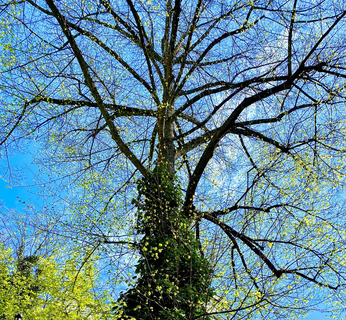 Die #Friedenslinde im #Mediationshausgarten entfaltet ihre grünen Blätter jetzt jeden Tag ein bisschen mehr.  Das gefällt allen. 🍀
Sind Herbst und Winter notwendig, damit es Frühling geben kann? In der Natur ist es klar. Und in #Konflikten? #Mediation beendet „Eiszeiten“ ❄️.