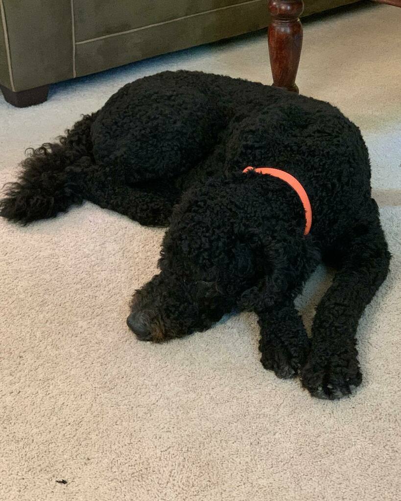 ranger9904's tweet photo. Lazy Sunday https://t.co/iZ8JSpvoLm