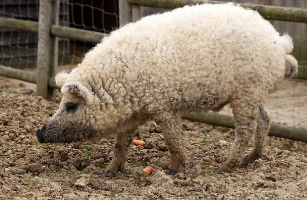 DamienRieuse's tweet photo. Si marine passe, les cochons ont déjà trouvé la solution pour éviter l’abattoir. #SiMarine https://t.co/21Id4McEcE