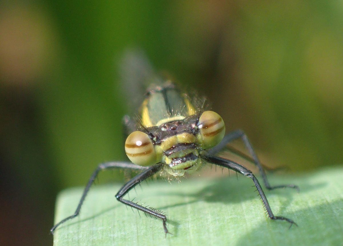 joe_beale's tweet photo. A beautiful teneral Large Red Damselfly #greenwich_park - usually 1st dragonfly of the year for me, also a migrant Reed Warbler sang in a Holly there. Orange Tip on Purple Honesty flowers and Brimstone (a few days ago). Last 2: Westcombe Park area. Captivating colours and shapes. https://t.co/PB4lCz7dpa