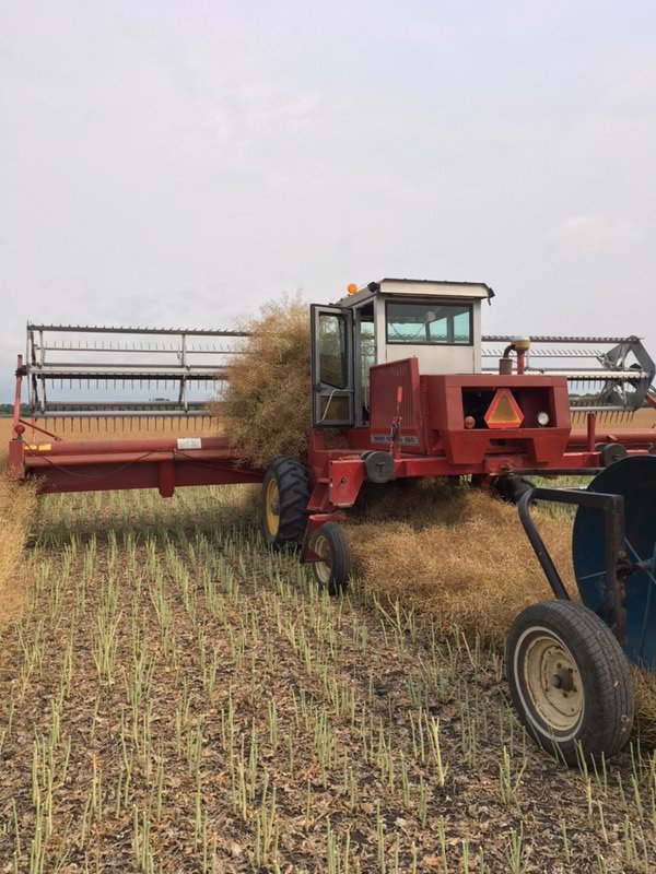 Looking forward to a Stellar Canola crop from <a href="/Bayer4CropsCA/">Crop Science Canada</a> with our DKLL 82 &amp; 83 varieties.  We’ll look pretty sharp too with a new #FlyTheFlagGiveaway from DEKALB &amp; a crop so heavy, the opening won’t be big enough for it to go thru!