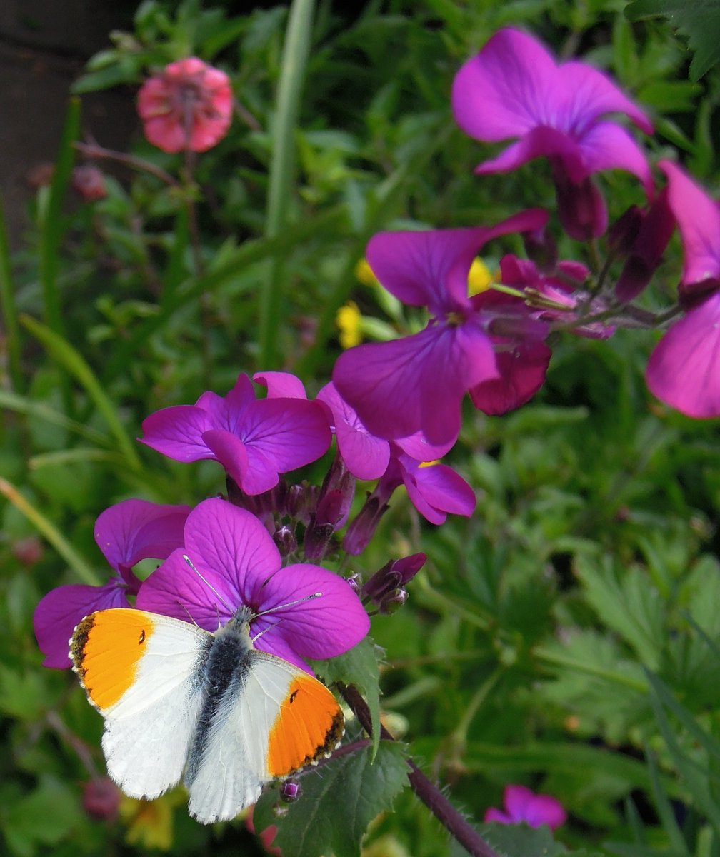 joe_beale's tweet photo. A beautiful teneral Large Red Damselfly #greenwich_park - usually 1st dragonfly of the year for me, also a migrant Reed Warbler sang in a Holly there. Orange Tip on Purple Honesty flowers and Brimstone (a few days ago). Last 2: Westcombe Park area. Captivating colours and shapes. https://t.co/PB4lCz7dpa