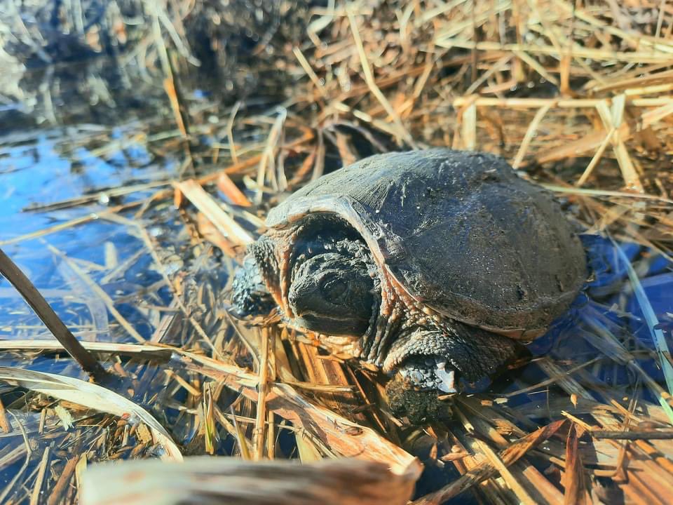 TURTLE ALERT!  Time to put on your turtle vision, &amp; be turtle heroes. 

turtles will be on roads emerging from hibernation

DRIVE AWARE
Turtles should never be relocated or lifted by the tail. 

sightings? text 705-854-2888 

Help snappers: turtleguardians.com/helping-a-turt…
