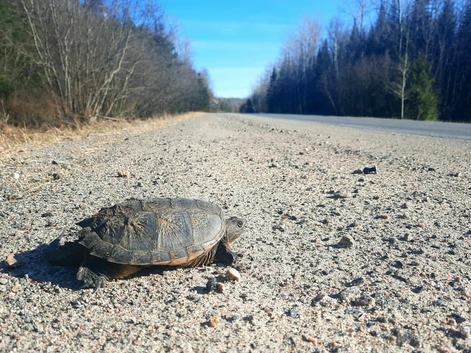 Turtle Guardians tweet media