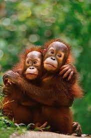 ECOWARRIORSS's tweet image. Its a sad fact of life that humans have become so dominant over Earth that the survival of forests wildlife and marine life that have existed for millions of years is often down to the whim of whoever is in power - if they do not give a stuff they will wreck carnage on nature