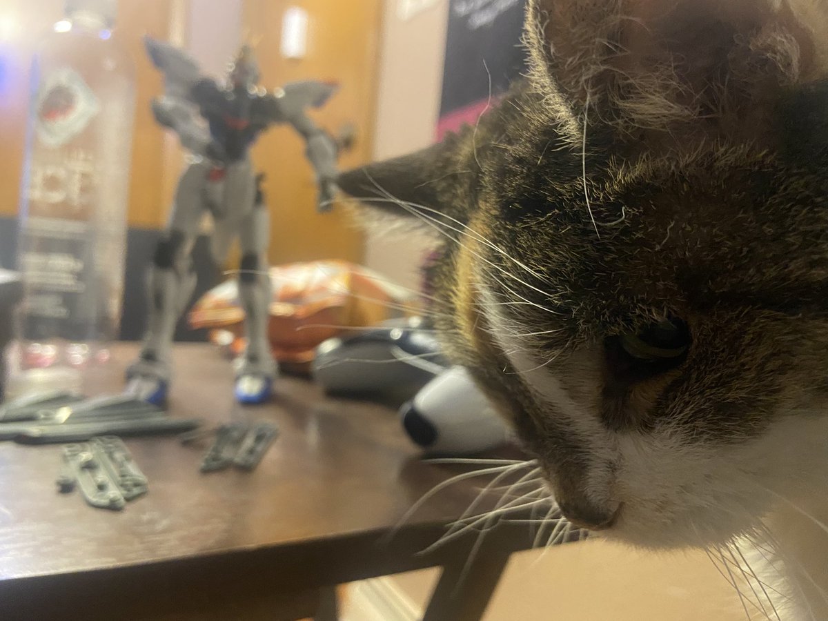 ThePugBros's tweet photo. One pic a month sounds reasonable. My 18 year old kitty eying the Gundam bits with her evil swiping paws of doom https://t.co/jKVjLI9pB3