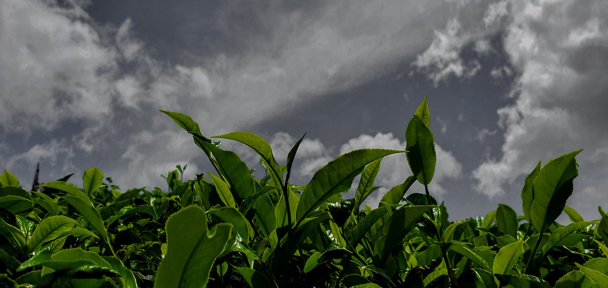Mudi_din's tweet photo. @firsthandtweets Be my guest 😜
"Nature 001"
A shot I've taken at a tea plantation
#NFTs #nftphotography

Available at #opensea :
https://t.co/m23hBKWZUh https://t.co/5NYi74Ki98