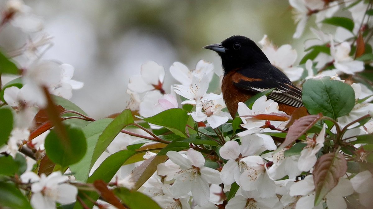 Photo shoot against the backdrop of gorgeous flowering trees #yellowwarbler #orchardoriole #birdcpp