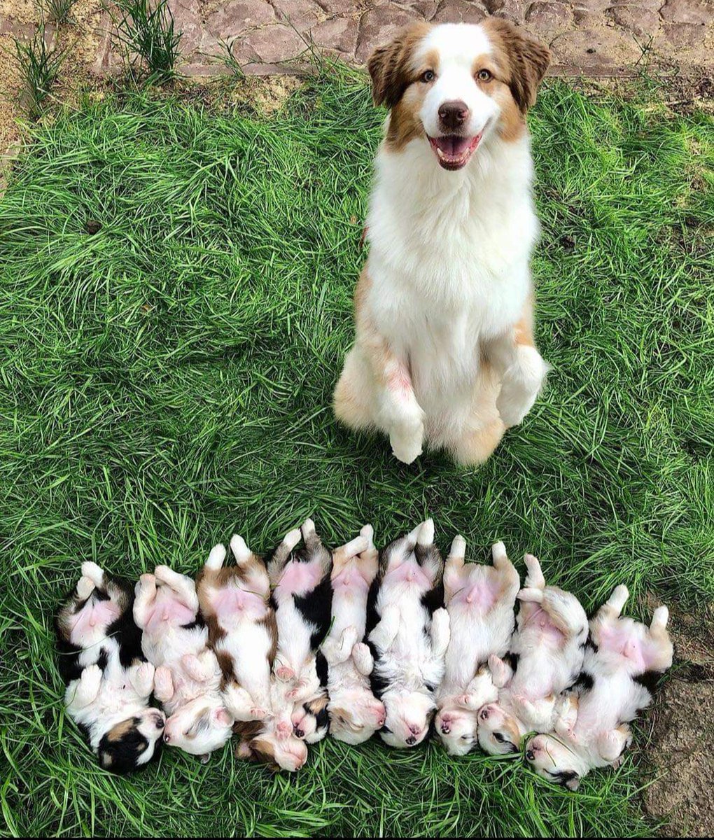 thehappydog_'s tweet photo. Proud momma 😍😍 https://t.co/tWNs2oBKsM