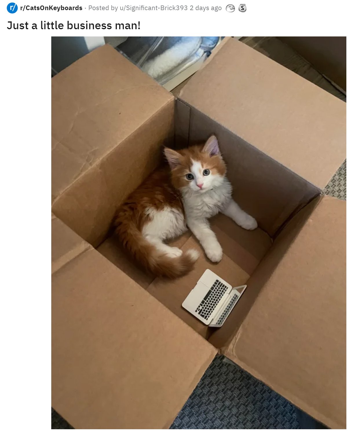 business cat meme box