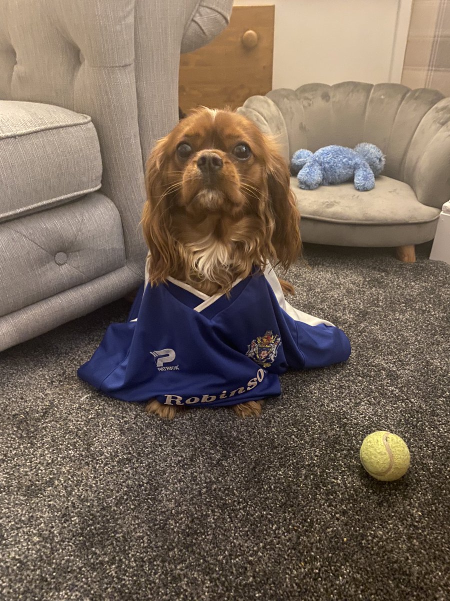 gksean's tweet photo. One of my legendary kits, being worn by my dog. Surely it will increase it’s value. #stockportcounty #retrokit #2000’s #dogsinshirts https://t.co/NQ8WhTTBe9