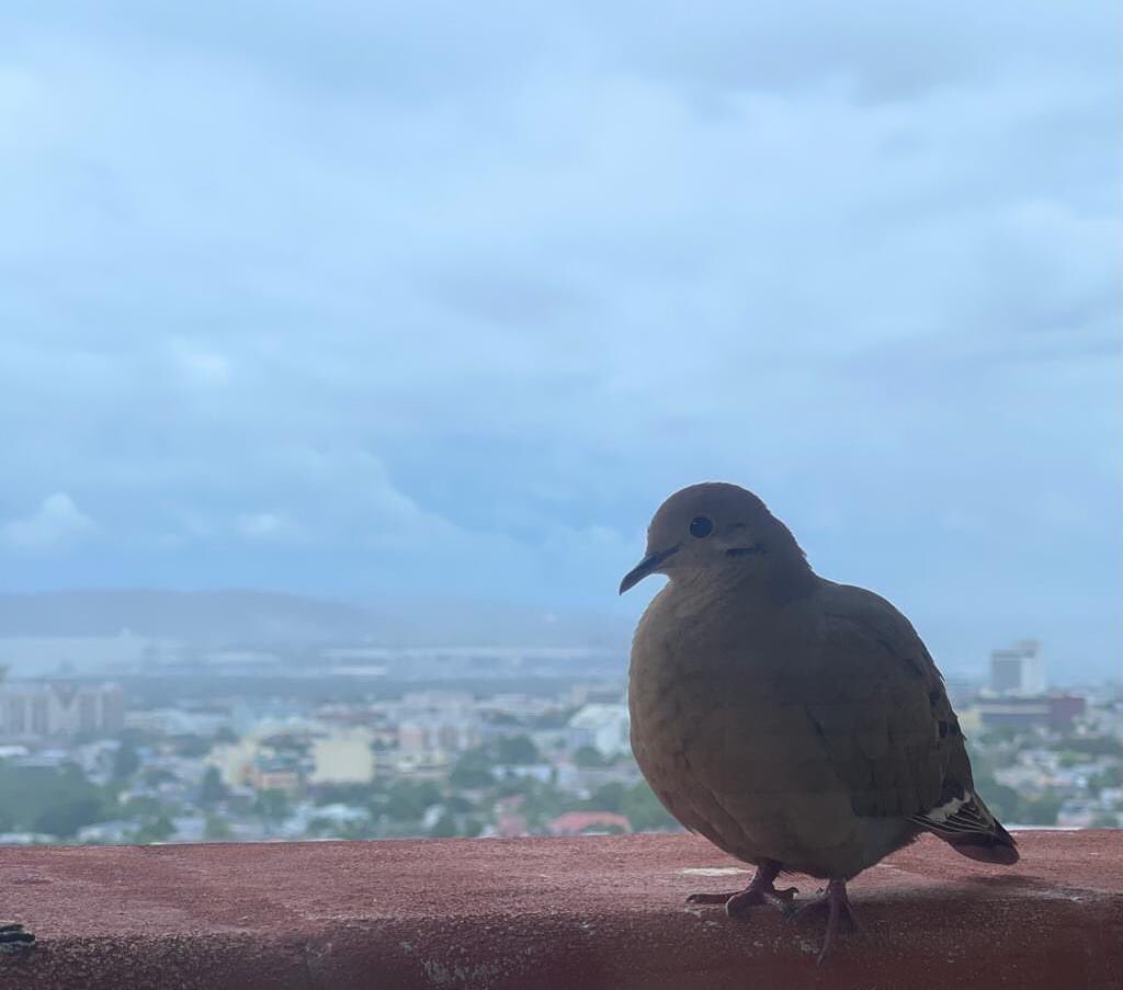 AndrewHolnessJM's tweet photo. Woke up on this very bleak day to see a beautiful White-Winged Dove on the ledge of my balcony. It didn’t mind me at all, even when I got close.  It had me singing… 🎶don’t worry about a thing…every little thing is gonna be alright!🎶 https://t.co/fhlRqUEYjk