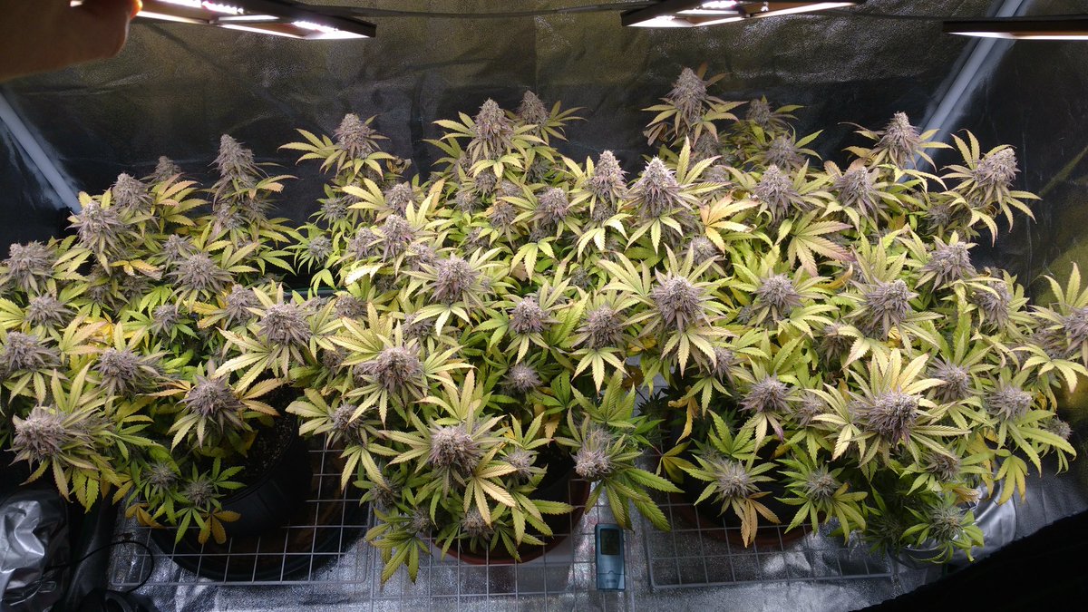 TempleGrower's tweet photo. What a beauty tho.. who said high #CBD cuts can't 'slap'. This shit is so 'loud' I need to wear earplugs when I smoke it. 😅🌱
CBD Charlotte's Angel from @DutchPassion_ grown under a #Migro #Aray4 in a 2x4. 10 weeks flower.
#GrowYourOwn #Cannabis #TypeIII https://t.co/lQz85mSql2
