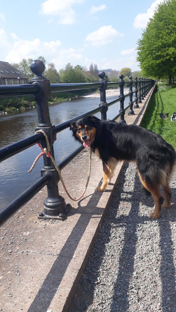 Freyalyn's tweet photo. @MarkHainsworth Our Grand Day Out in #BuilthWells, #Brecon, and #Libanus! #DogsOnHoliday https://t.co/HNrZ2stQnm